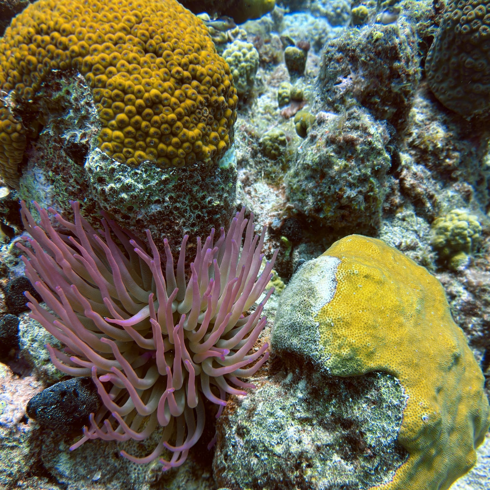 Anemone close-up before and after — after