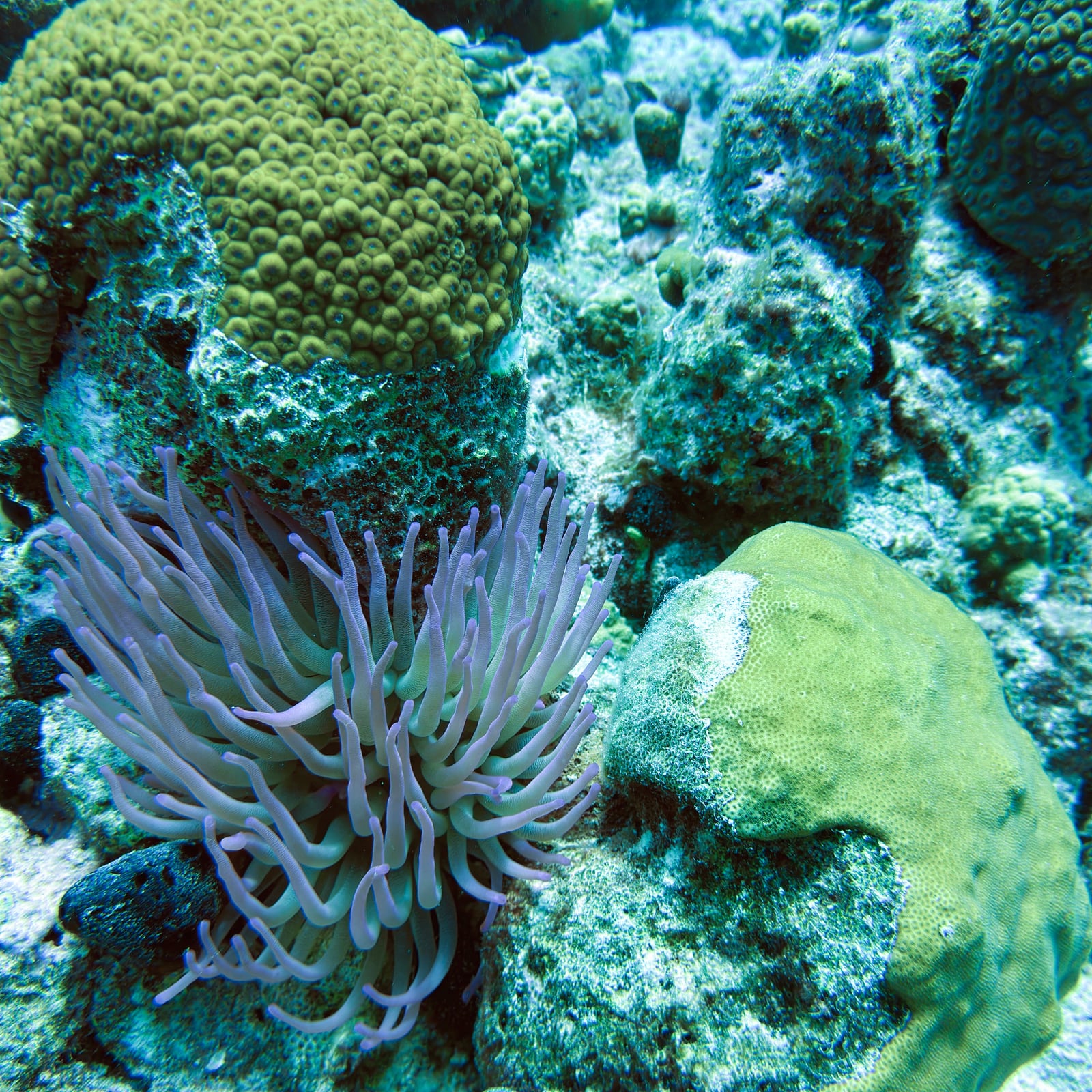 Anemone close-up before and after — before