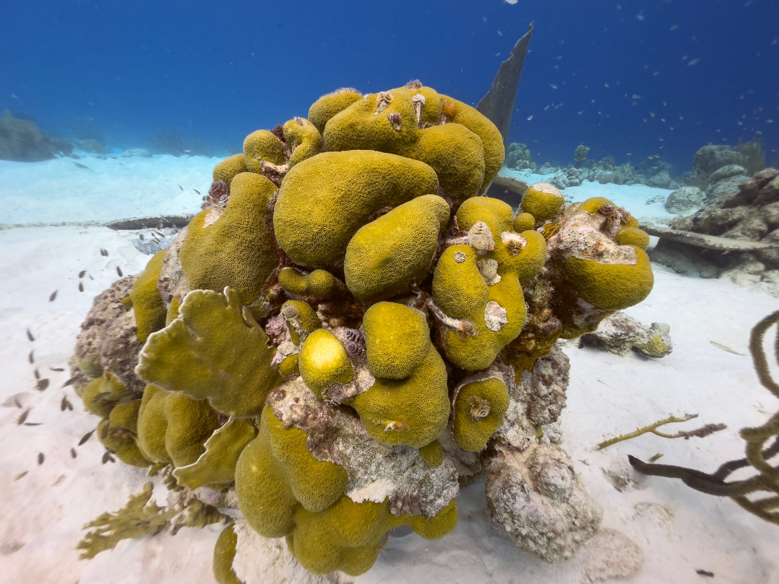 Coral garden before and after — after