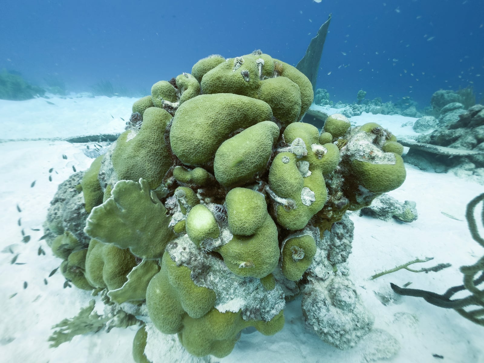 Coral garden before and after — before