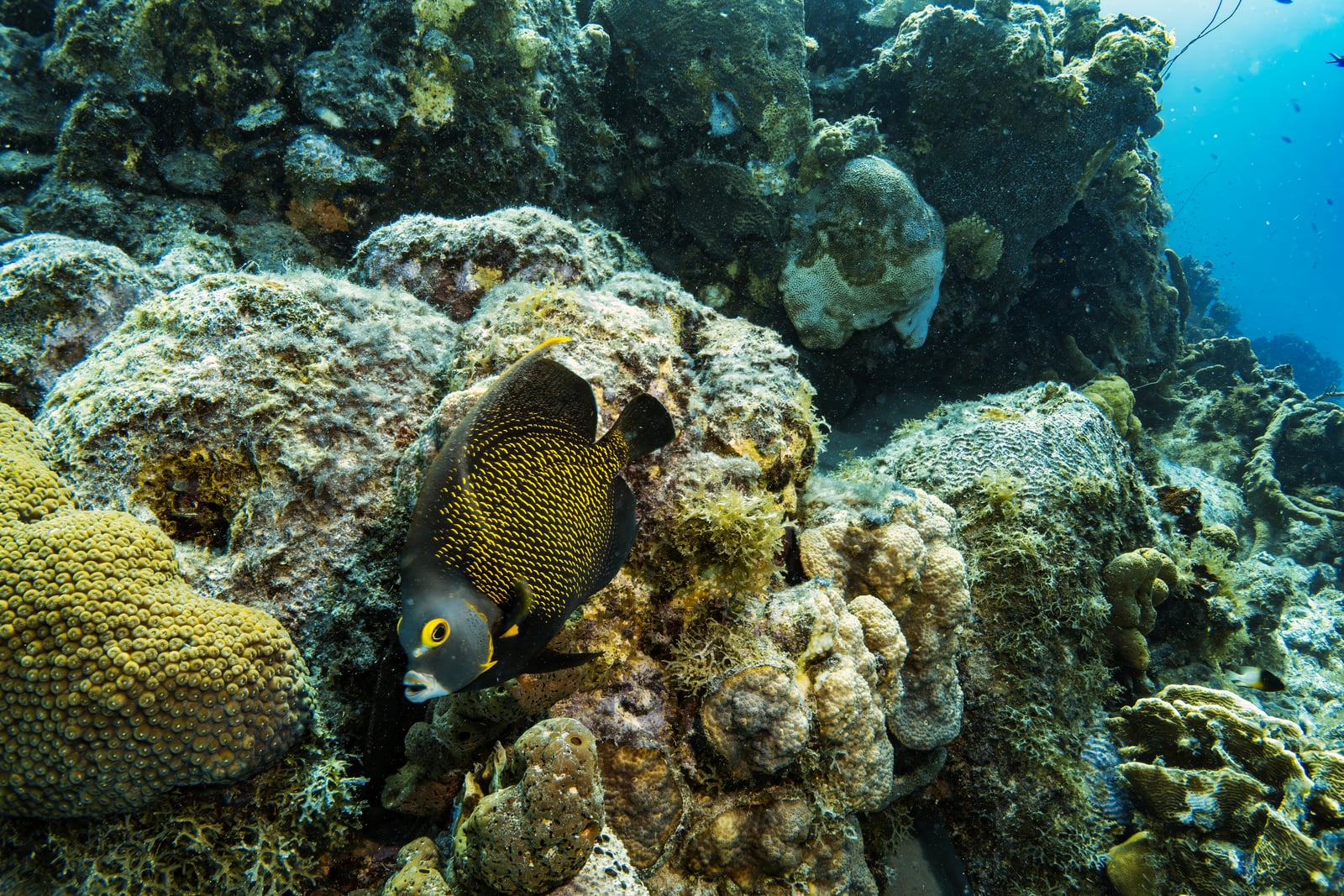 Underwater reef before and after DeepColors correction — after