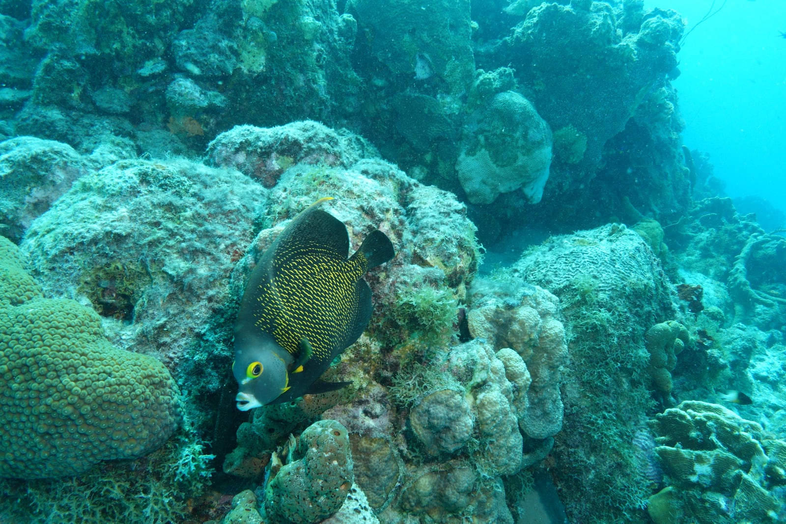 Underwater reef before and after DeepColors correction — before